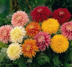 a bunch of flowers that are sitting in the grass