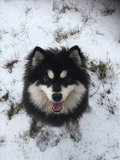 a black and white dog standing in the snow with his tongue out looking at the camera