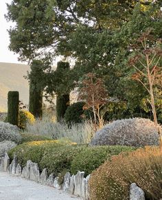 an image of a garden setting in the middle of the day with trees and bushes