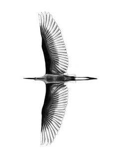 a black and white photo of a bird flying in the sky with its wings spread