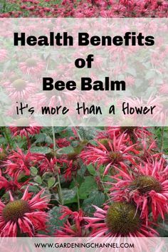 red flowers with the words health benefits of bee balm it's more than a flower