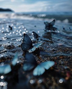 several butterflies are flying over the water at the edge of the beach, with bubbles in the background