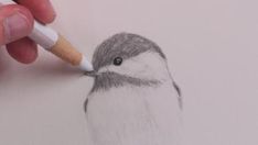 a drawing of a bird with a pencil in it's mouth is being drawn