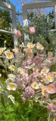 pink and yellow flowers in front of a white framed window with blue sky behind them