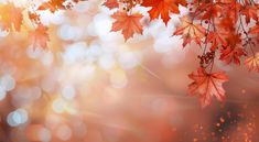 an autumn background with red leaves and boke