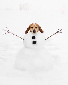 a beagle dog sitting in the snow with a snowman made out of it