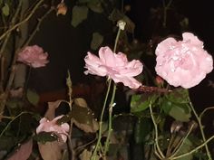 two pink flowers with water droplets on them in the night time, sitting next to each other