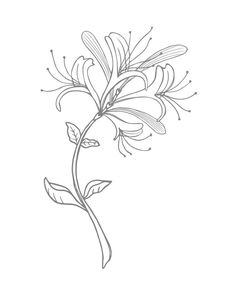 Fay Tattoo, Honeysuckle Illustration, Honeysuckle Tattoo Simple, 16 Tattoo, Honey Suckle, Triangle Tattoos, Honeysuckle Flower, Birth Flower Tattoos