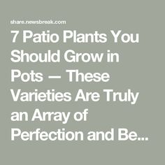 the words 7 patio plants you should grow in pots - these varieties are truly an array of perfection and be