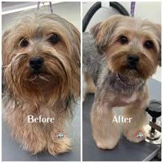 the before and after photos of a dog grooming