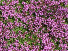 small purple flowers are growing in the grass