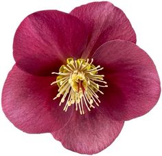 a pink flower with yellow stamens on it's center is shown in close up