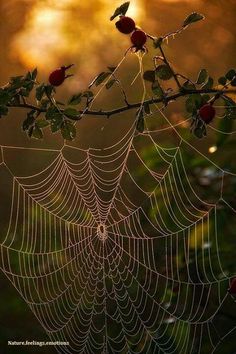 a spider web hanging from a tree branch with red berries in the center and leaves on it