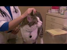 Increased #thirst and #urination are common symptoms of #diabetes mellitus in #cats. Watch the video to see! #VCAAnimalHospitals Harvard Medical School, Raw Food Diet, Yoga Help, Regulate Blood Sugar, Health And Safety, Pet Care, Health