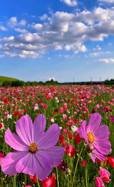 a field full of pink and red flowers under a blue sky with clouds in the background