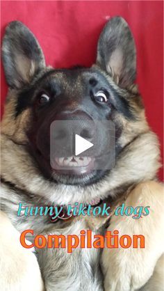 a german shepherd dog is looking up at the camera