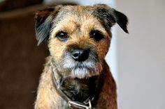 a brown and black dog sitting on top of a couch next to a wall with white walls