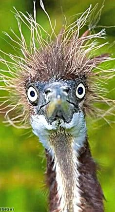 an ostrich looking at the camera with long hair on it's head