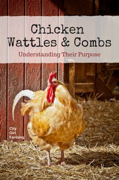 chicken wattties and combs understanding their purpose book cover with chickens in the background