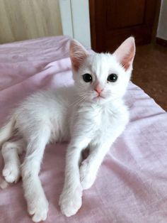 a white kitten sitting on top of a bed