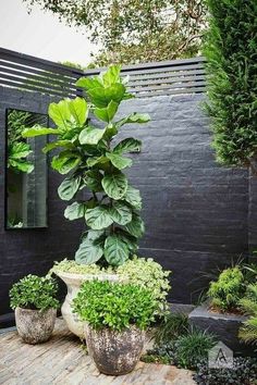 there is a potted plant in the middle of this patio area with other plants around it