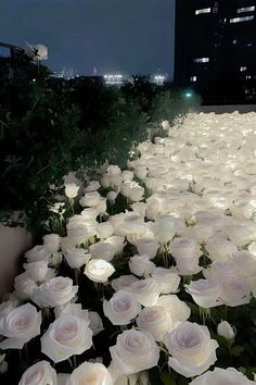 many white roses are in the ground near some bushes and buildings at night with lights shining on them