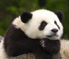 a black and white panda bear sitting on top of a tree branch with its arms around it's neck