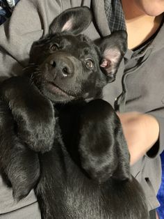 a woman holding a small black dog in her lap and looking up at the camera