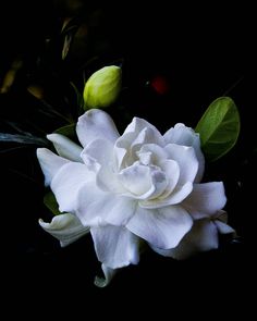 a white flower with green leaves in the middle and on top of it is a dark background