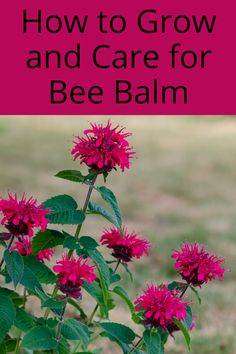 pink flowers with the words how to grow and care for bee balm on it