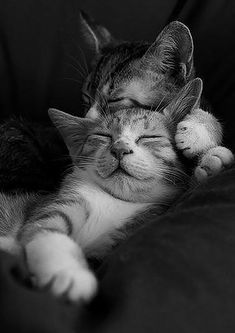 a black and white photo of a cat sleeping