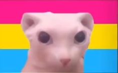 a white cat with black eyes standing in front of a rainbow colored background and looking at the camera