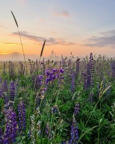 the sun is setting over a field full of purple flowers and tall grass with wildflowers in the foreground