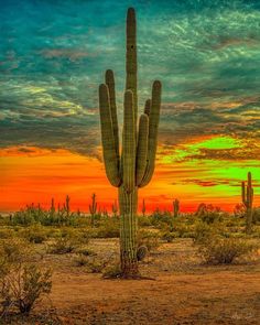 a large cactus standing in the middle of a desert with a colorful sky behind it