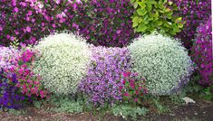 purple and white flowers are growing in the garden