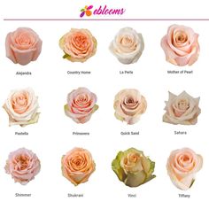 the different types of roses are shown in this image, including pink and white flowers