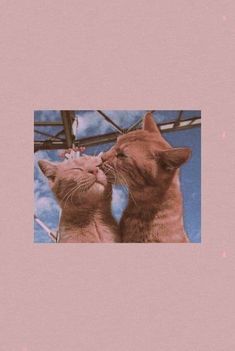 two cats that are standing next to each other on a pink background and one is kissing the other