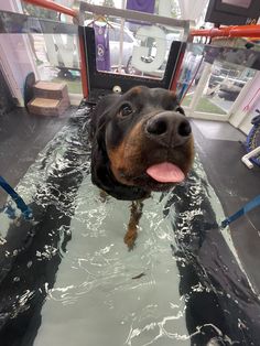 a dog is in the water with his tongue hanging out