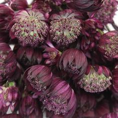 purple flowers with white tips are shown in close up