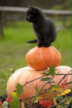 a black cat sitting on top of two pumpkins