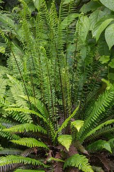 a plant with lots of green leaves in the middle of some bushes and trees on either side of it