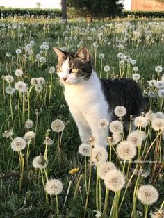 a cat standing in the middle of a field of dandelions