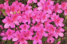 pink flowers are blooming in the garden