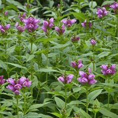 purple flowers are blooming in the green grass and plants with large leaves on them