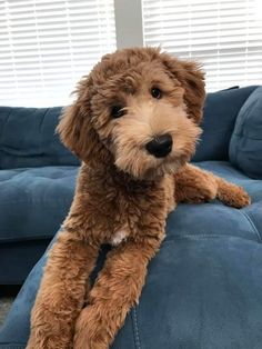 a brown dog sitting on top of a blue couch