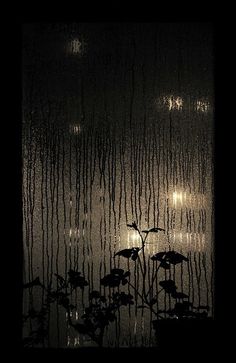 the rain is falling down on some plants and lights in the dark sky behind them