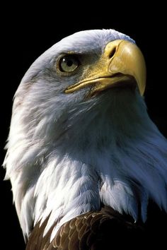 an eagle is shown against a black background