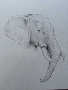 an elephant is drawn in pencil on paper