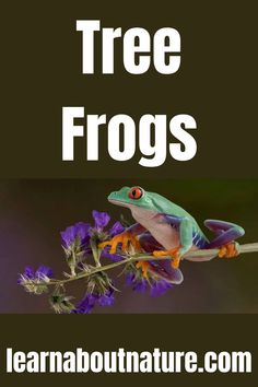 Tree Frogs Natural Environment, Natural World