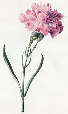 a drawing of a pink flower on a white background